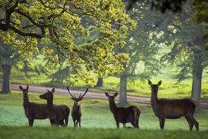 Red deer at Fountains Abbey, North Yorkshire.