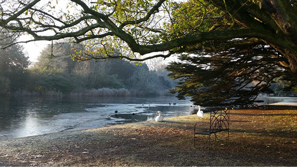 Osterely-with-swans