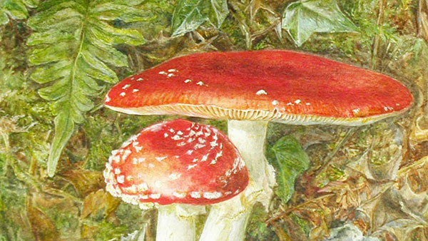 Beatrix Potter, Fly Agaric (Amanita muscaria), 1890. She later remarked that the botanical studies she made in her youth underpinned her more fanciful drawings / NT 242757
