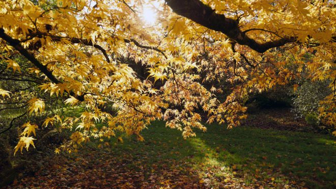 The woodland at our places in Snowdonia turns a riot of orange in the autumn National Trust Images / John Millar