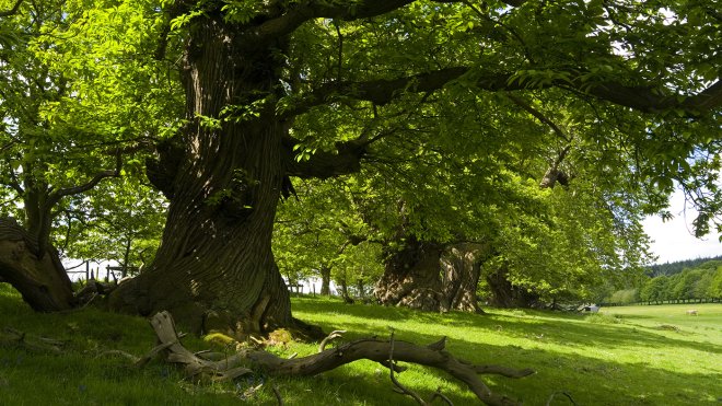 Visit Croft Castle, Herefordshire, to see this avenue of pollarded sweet chestnuts. National Trust Images/ Robert Morris 