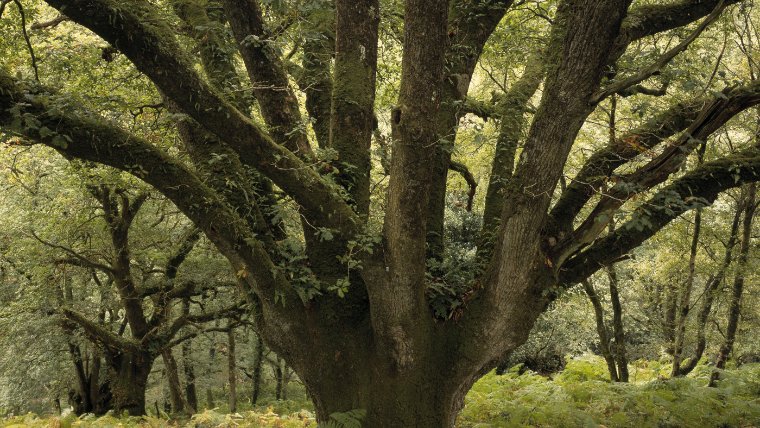 Step back in time and walk amongst ancient oaks. National Trust Images