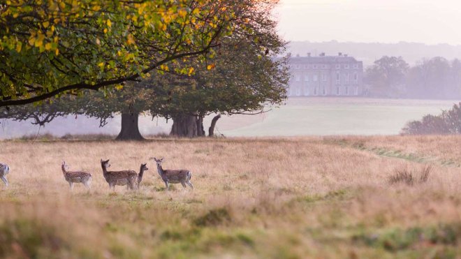 Deer in the parkland at Petworth, West Sussex. National Trust Images/Chris Lacey