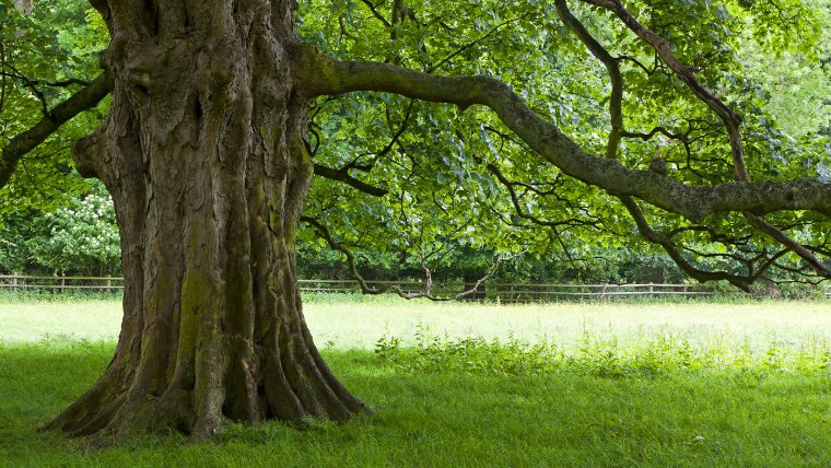 Some of the trees at Calke Abbey date back to the 12th century. National Trust Images/Robert Morris