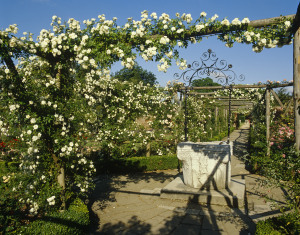 White roses climbing over the pergolas lining a garden path A Venetian well-head can be seen in the foreground at Polesden Lacey, Surrey