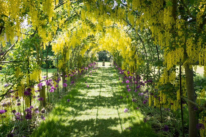Laburnum arch at Seaton Delaval Hall, Northumberland ©National Trust Images/Tom Carr