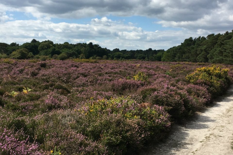 Brownsea