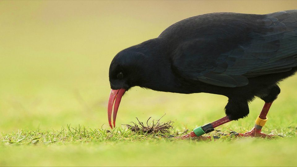 Birds at Cornwall