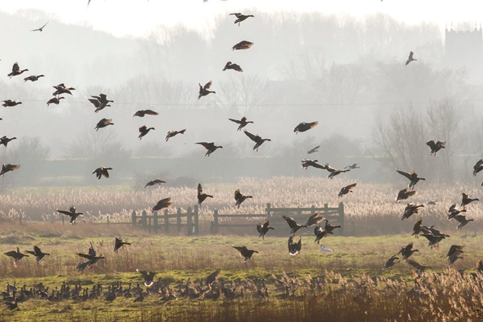 Flocks of Birds at Blakeney