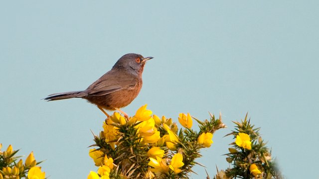 Birds at Tennyson Down