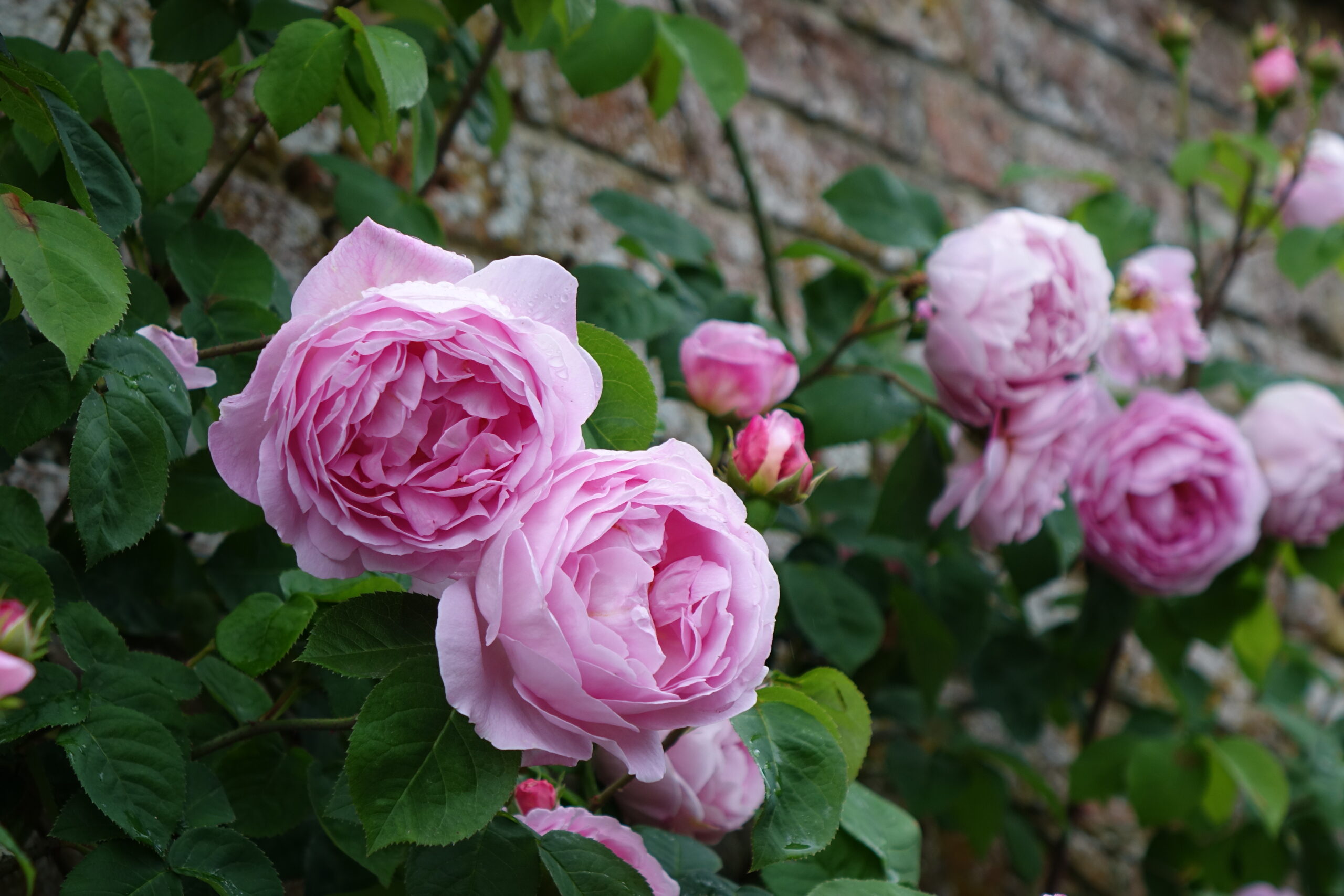 Special Discount UK2024 The Royal Oak Foundation