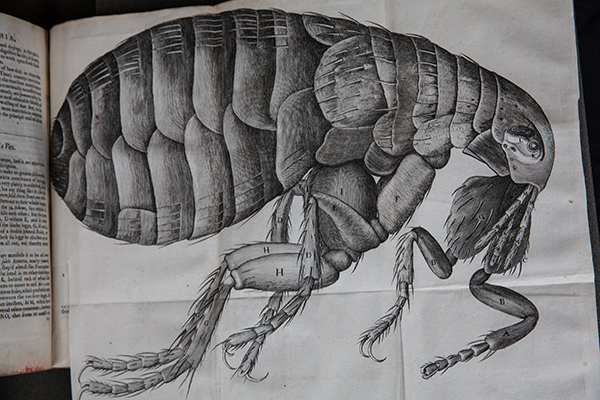 The Micrographia of Minute Bodies by Robert Hooke was the first book of its kind on microscopy. Hooke was at the cutting edge of scientific discovery in the seventeenth century. © National Trust / Red Zebra Photography