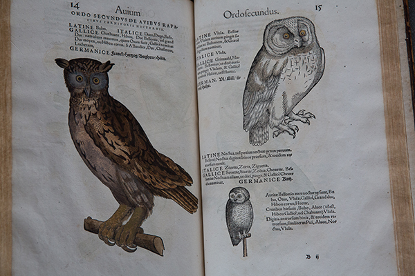 Woodcut illustrations of owls in De Avium Natura, the third in the Historia Animalium series which was the first attempt to create an index of all known creatures. © National Trust / Red Zebra Photography