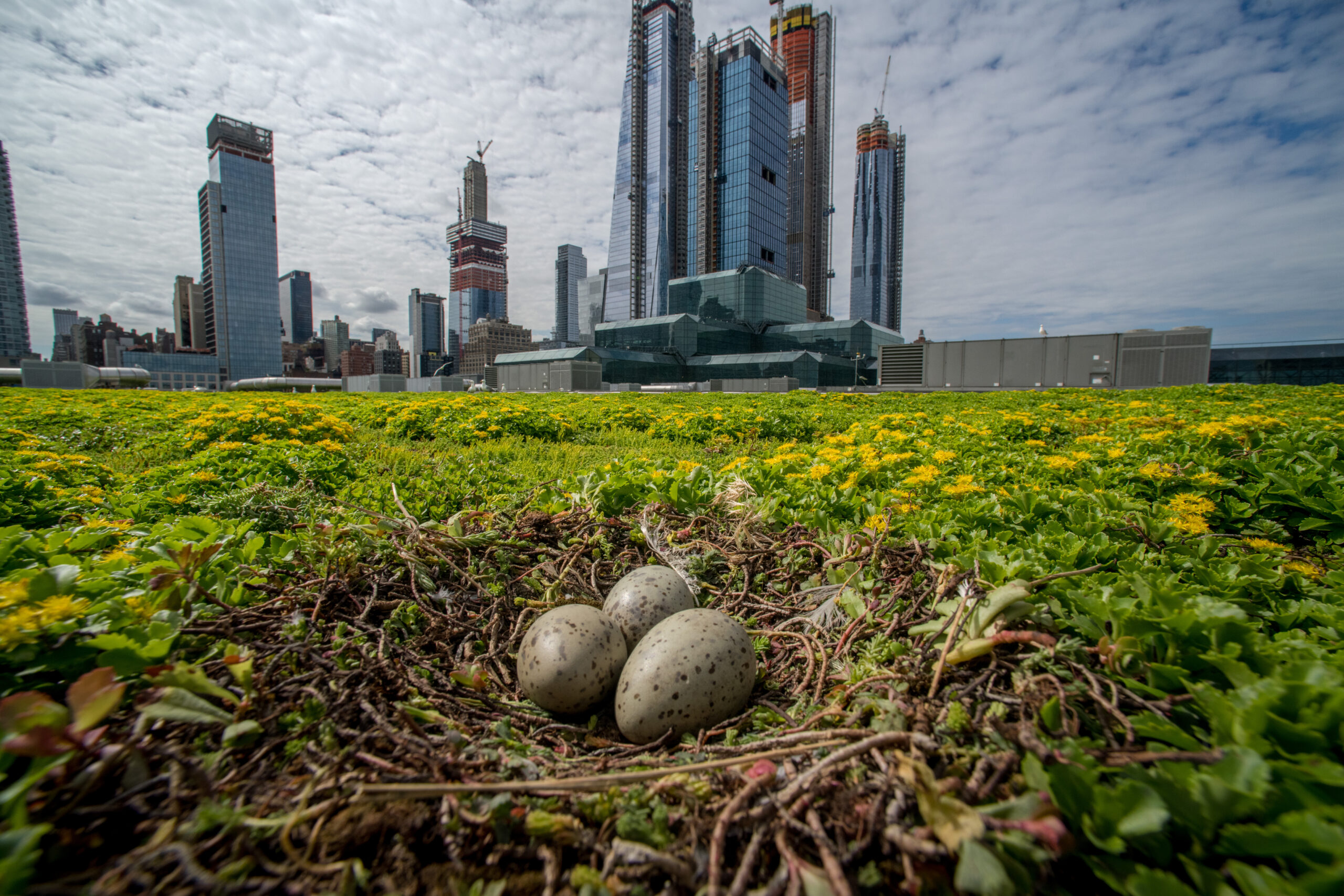 Javits Center Green Roof