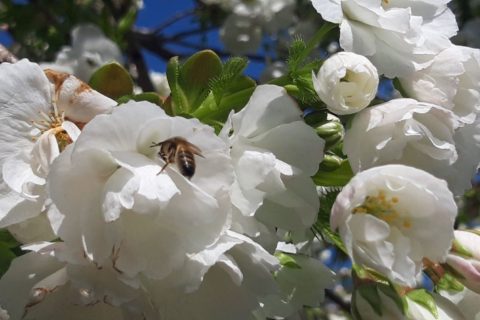 Detail of a cherry tree in bloom