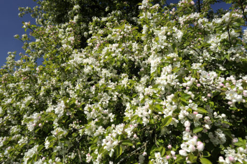 Apple tree in blossom in April, in the fruit orchard at Cotehele, Cornwall. 