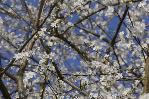 Cherry blossom in the garden of Dunster Castle, Somerset