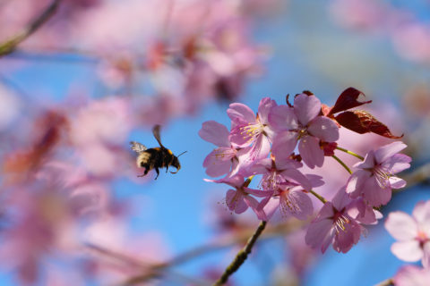 Cherry blossom at Sheringham Park