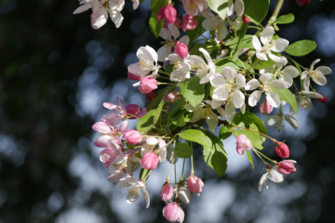 Crab apple blossom in the garden at Wimpole, Cambridgeshire.