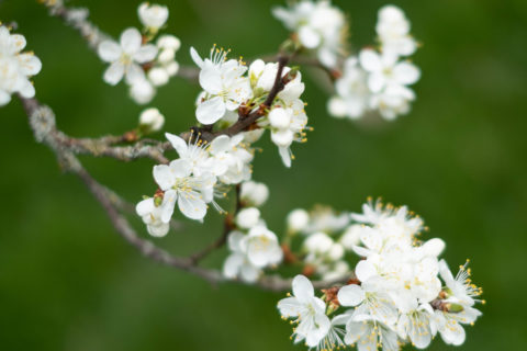 Damson blossom at Brockhampton