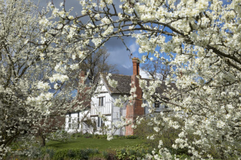 Damson blossom in bloom at Brockhampton