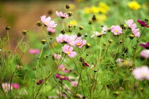 Gibside Walled Garden in full bloom