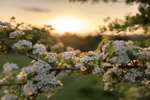 Hawthorn in flower at Stockbridge Down, Hampshire