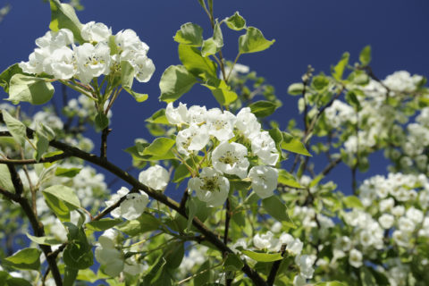 Pear blossom in April in the fruit orchard at Cotehele, Cornwall.