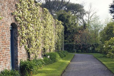 Fan trained Pears on the old kitchen garden wall in the grounds of Antony House in spring.