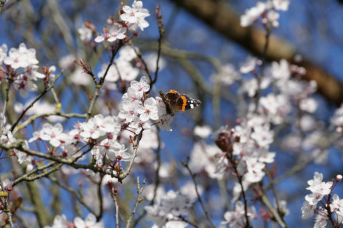Red admiral butterfly on prunus pissardii (purple leaved plum blossom) in the formal garden at Tyntesfield, Somerset