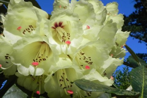 Rhododendron macabeanum flowered for the first time in Britain at Trengwainton