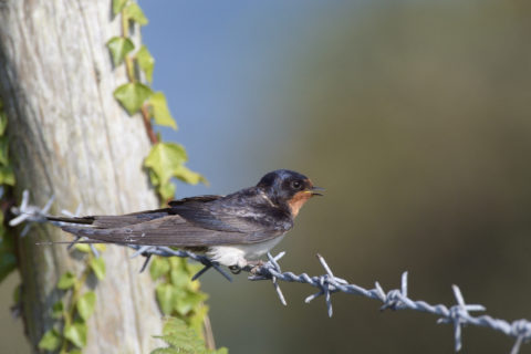 Swallow (Hirundo rustica) adult calling as it perches on a barbed wire fence, on the east coast of Lundy Island, Bristol Channel, Devon