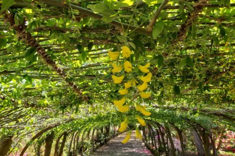 Laburnum racemes at Bodnant Garden