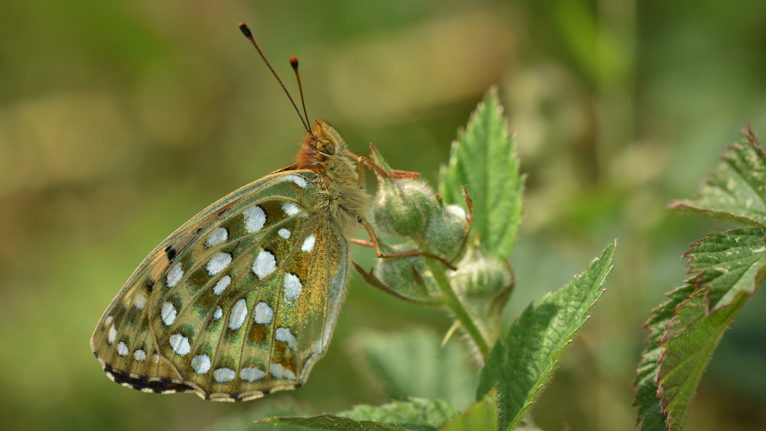 Dark green fritillary ©NT Images & Phil Brus