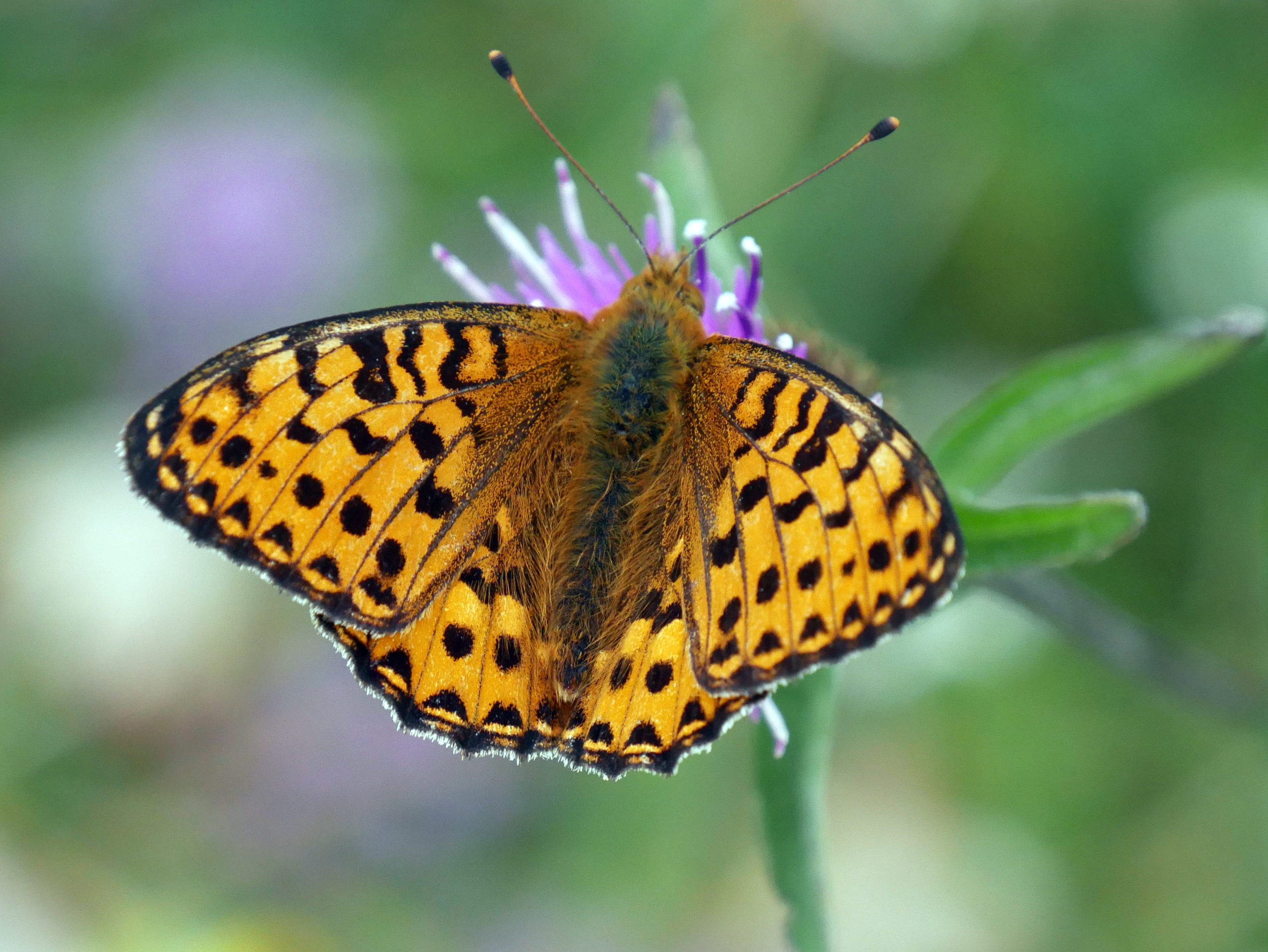 Dark green fritillary butterfly at Portstewart Strand, County ©NT Images & Wilbert McIlmoyleLondonderry