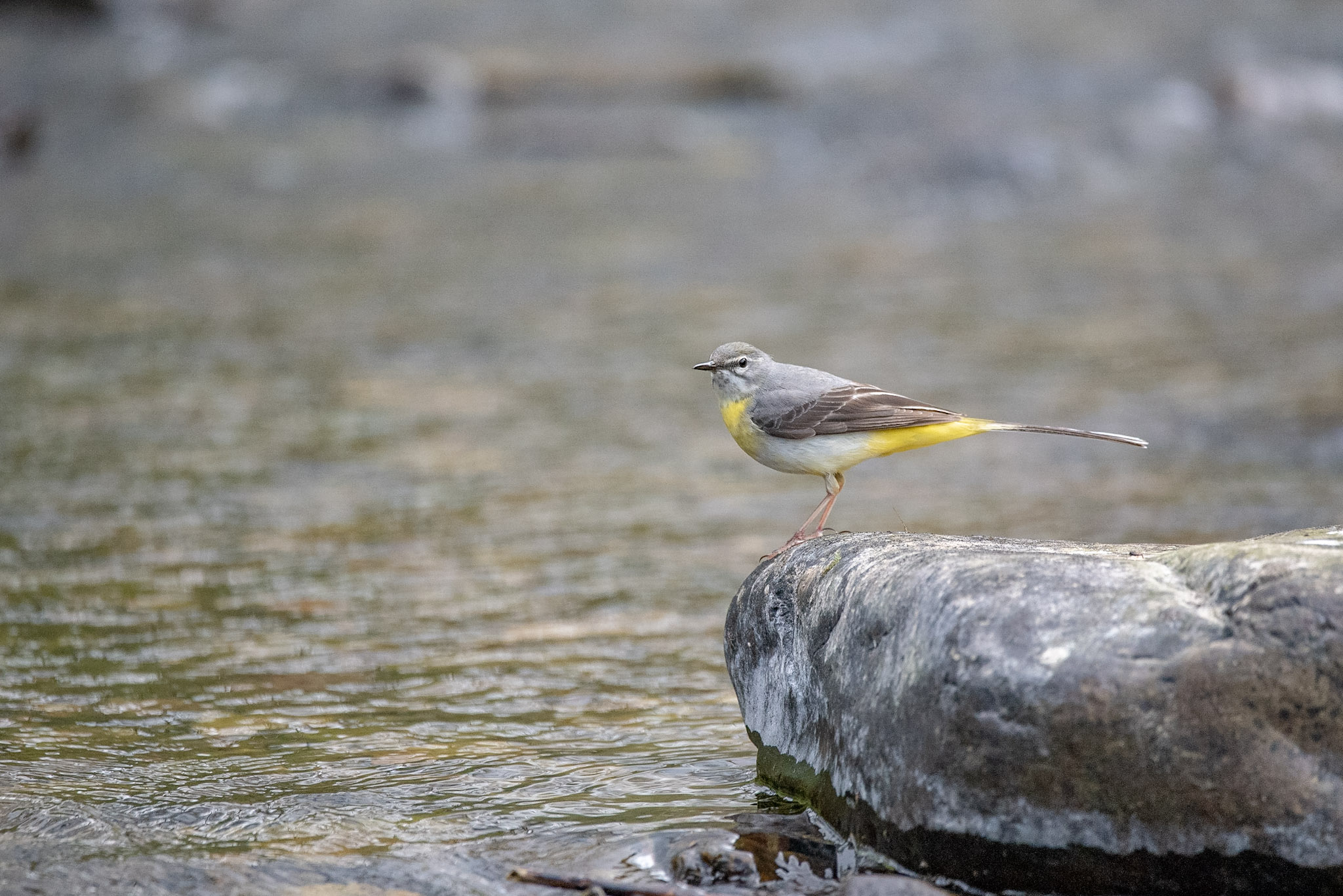 Yellow Wagtail taken at Cloud Farm. ©Mark Johnson