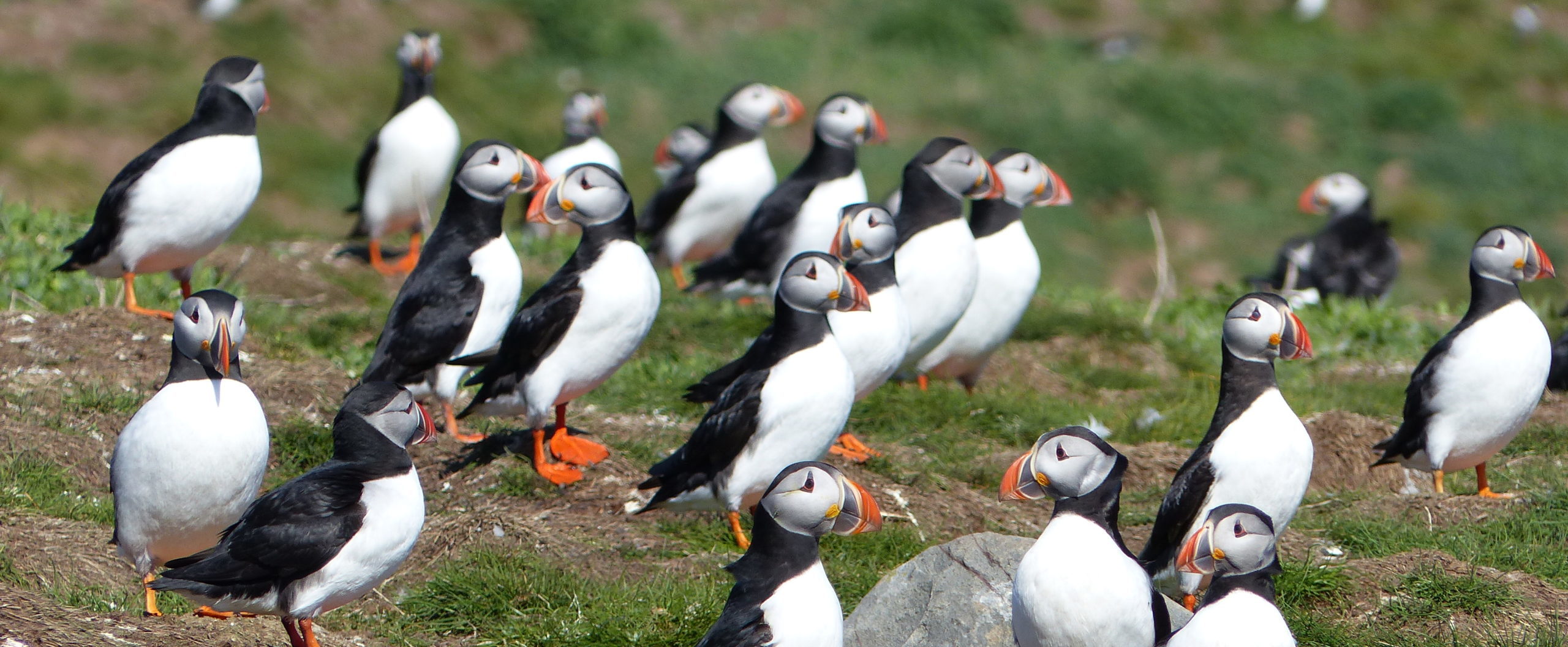 Puffin Nesting (Behavior, Eggs + Location)