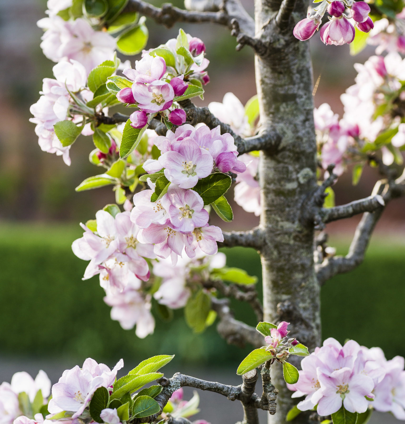 Apple blossom in Courts Garden. © NT Images & Carole Drake