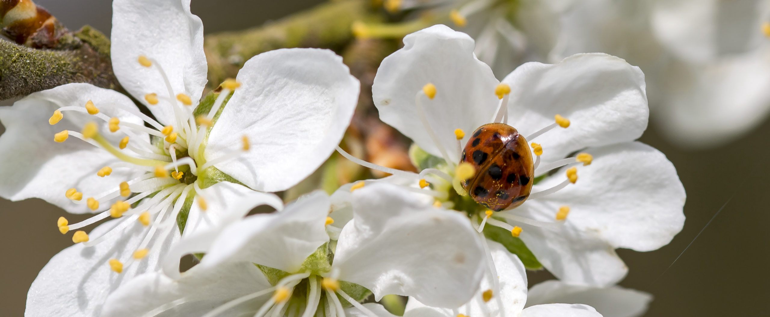 Blossom at Grey's Court, cared for by the National Trust © Hugh Mothersole