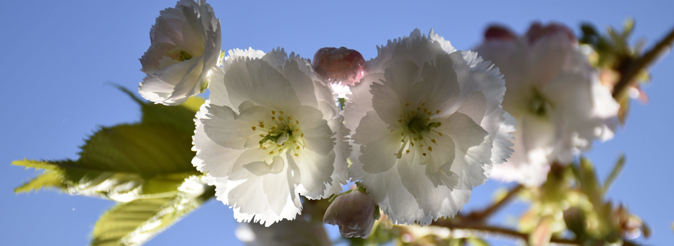 Cherry blossom at Trelissick in Cornwall. © NT Images & Juliet Turner