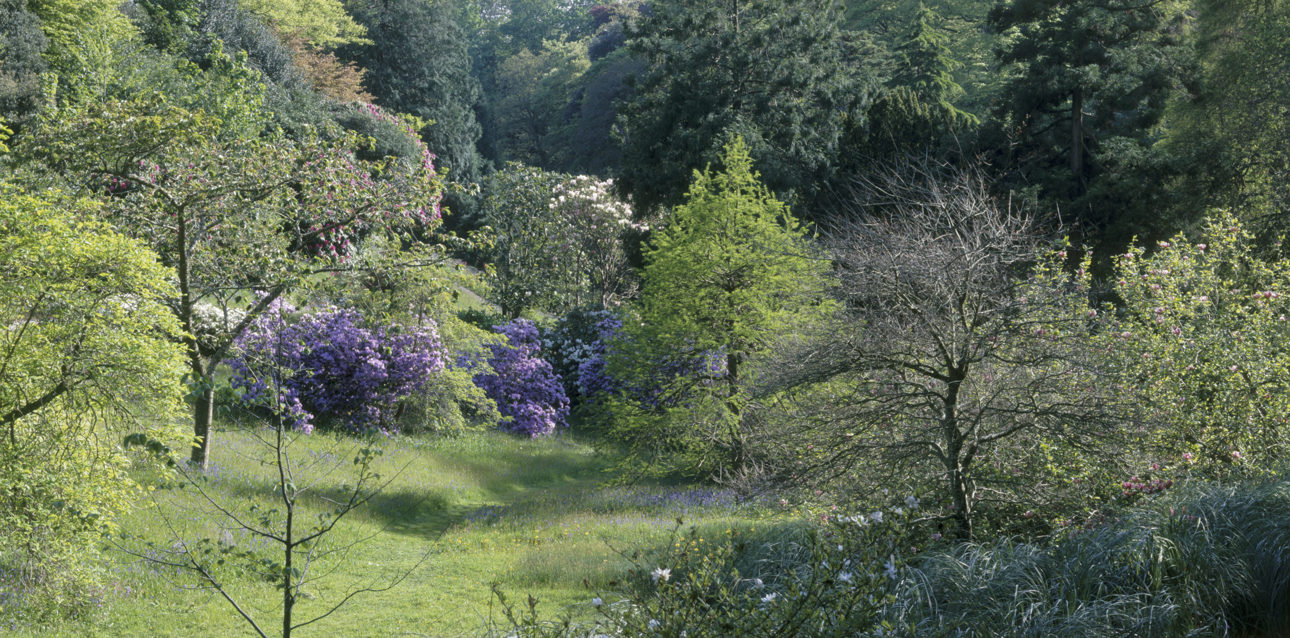 Early spring blossom at Glendurgan in Cornwall. © Hilary Daniel & NTI 