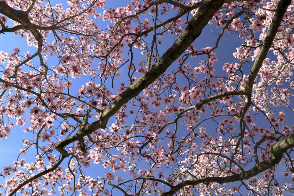 Magnolia tree in the walled garden at Nymans. © National Trust Images & John Miller