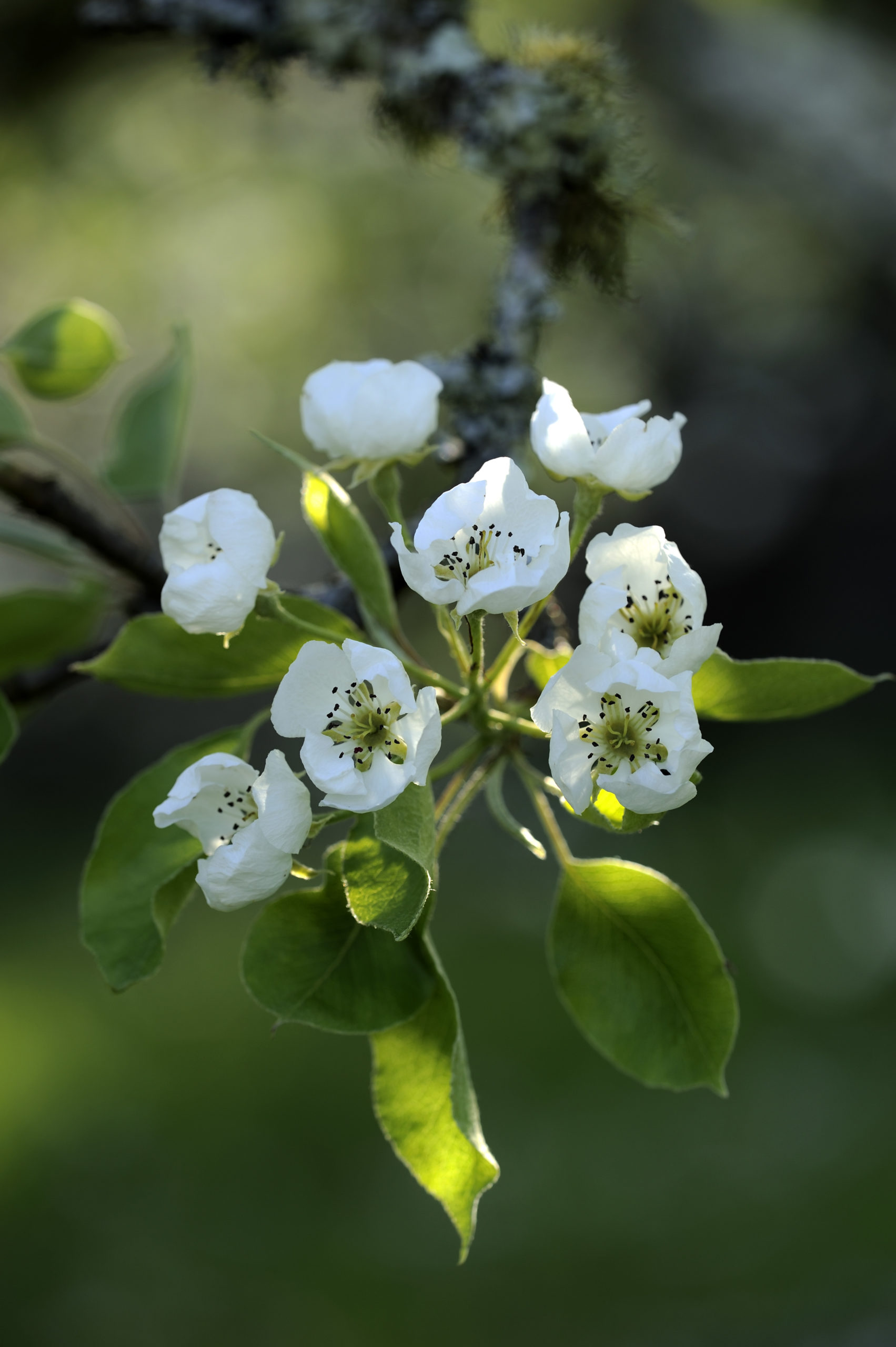 Pear blossom at Cotehele in Cornwall. © NT Images & Ross Hoddinott