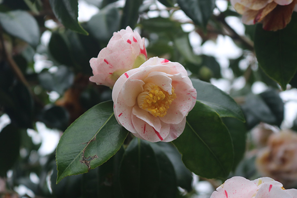 A bicolour camellia bloom at Lanhydrock. © National Trust /Amber Dunstan