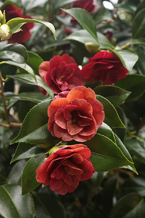 Many camellias are early this year. © National Trust /Amber Dunstan