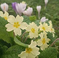 Primroses at the National Trust
