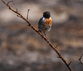Stone Chat on Dunwich Heath after the fires