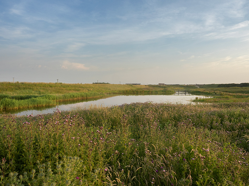 View across the wetlands at Sandilands. © National Trust Images/Tesni Ward