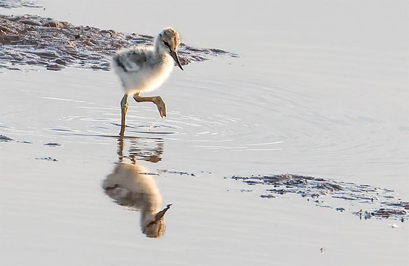 An avocet chick makes a splash in the water at Sandilands. © National Trust Images/Malcolm Shorter