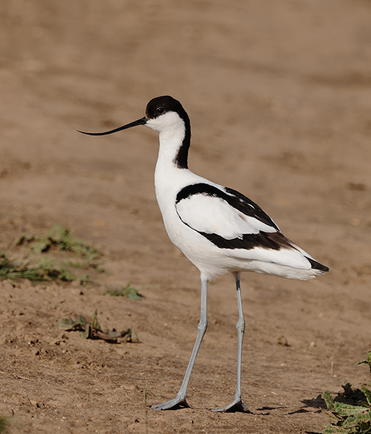 Avocets are distinctive for their long, curved up beaks. © National Trust Images/Ian Thompson